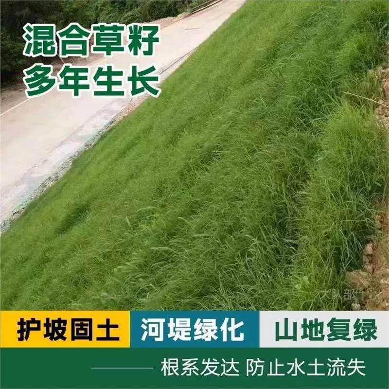 Семена травы для защиты склонов, семена травы для защиты склонов и почвофиксирующие семена, зеленый газон, вечнозеленые засухоустойчивые семенные растения, семена травы для защиты склонов