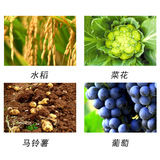 Германия Кан Пукай Папке способствует укоренению и защите фруктов и расширения красочных органических вод