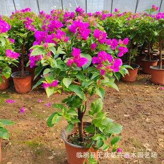 三角梅花卉市场批发  基地三角梅盆栽花苗阳台四季开花三角梅花卉