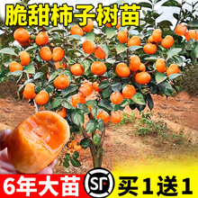 ���Ә����o�˴�����������Ә��箔��Y�����Ե����ϱ����Nֲ