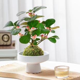 Small Bodhi Tree Potted Moss Ball Bonsai with Fruits Chinese Zen Indoor Tea Tabletop Green Plant Easy to Care for All Seasons
