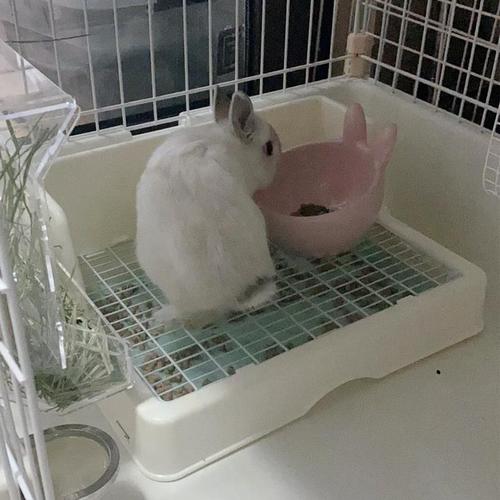 Rabbit toilet rabbit toilet anti-spray pet chinchilla mink guinea pig urinal toilet supplies economical