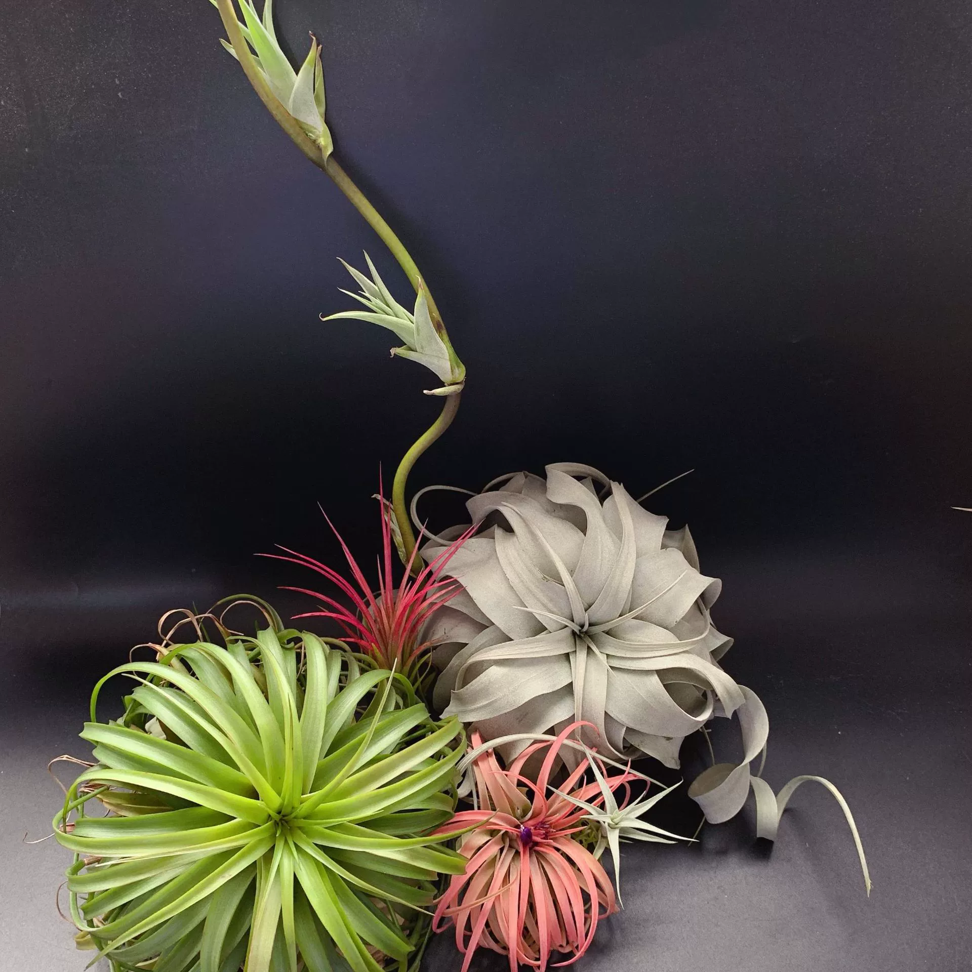 Becoli T.brachycaulos — садовый сорт начального уровня для начинающих, с блестящим цветом волос и воздухопроницаемым ананасом без почвы.