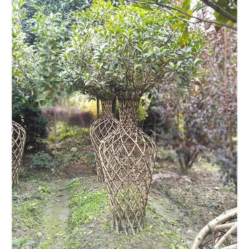 Османтус Цветочная Ваза Османтус Редакция Растения Чэнду Пейзаж Озеленение Саженцы Моделирование Зеленые Растения