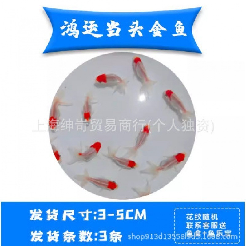 小さな金魚の稚魚、観賞魚、冷水に強い、飼いやすい、淡水の赤と白の鯉、活魚、小魚、金魚、活魚|undefined