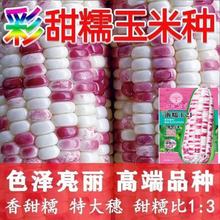 ���������Ŵ���׷N����Ŵ����ճ������F������N�ӿ����ͺ����U