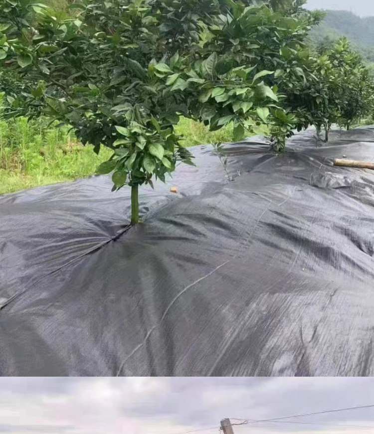 详情8