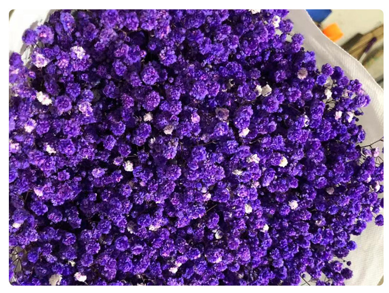 Full Sky Star, Immortal Flower, Dry Flower, True Flower Bundle, Flower Material, Gift, Flower_voghion.com