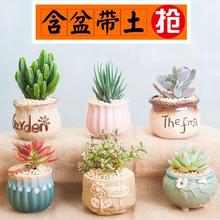 多肉植物小盆栽带盆桌面小绿植好养室内肉肉大颗花卉仙人球仙人掌