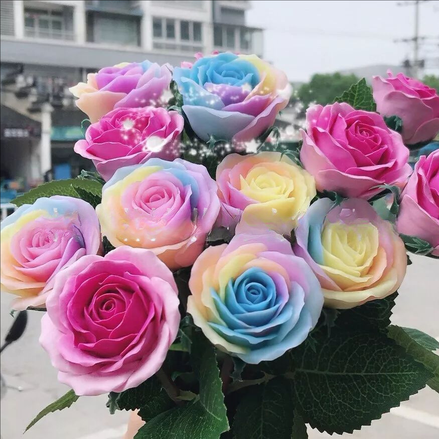 红玫瑰花种子 绿植盆栽花卉鲜花种子盆栽地栽四季种子玫瑰种200粒