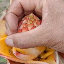 跨境云南特产 地涌金莲 金莲花苗 金连荷花 包活 绿植 盆栽 代发