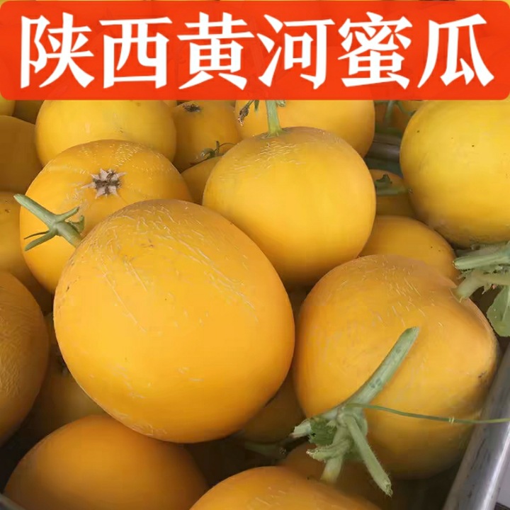 黄河蜜甜瓜头茬黄金蜜瓜新鲜当季阎良甜瓜蜜瓜香瓜批发可一件代发