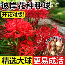 ʯ��˰����N������ɳ�A�N�Ӽt���Q�\ʯ��N�������̨ͥԺѿʯ��