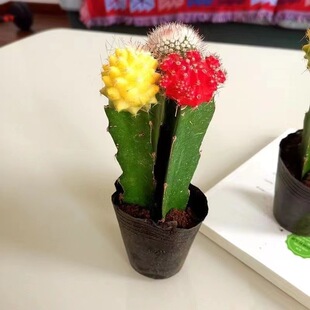 ��ɫ��������ɫ��M���_�������҃��¿�����k��������Gֲ