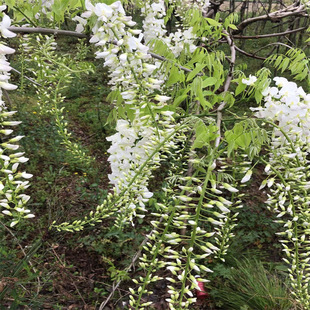 Wisteria Potted Green Plants Florals Courtyard House Landscaping Wisteria Corridor Climbing Plants Vine Purple Climbing Florals