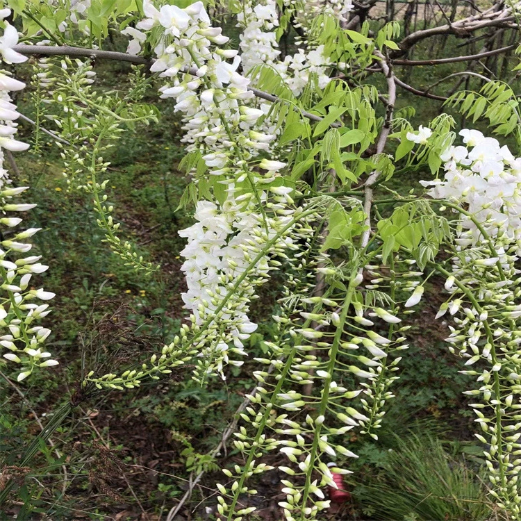 Глициния горшечные растения зеленые растения цветы двор вилла озеленение Глициния набережная вьющиеся растения лозы фиолетовые Вьющиеся цветы