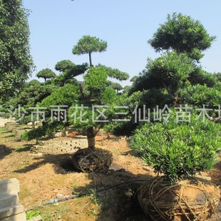 ���l�_�h�ɘ� ���Ͼ�Ʒ�����_�h�ɘ� �ߙn�e���@�־G������ľ