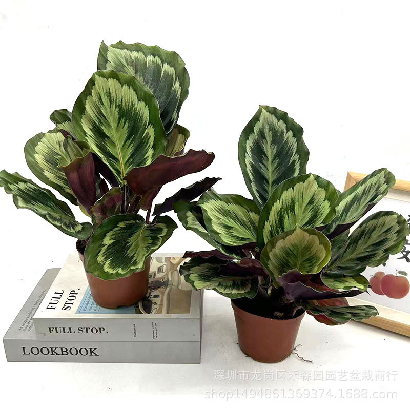彩虹竹芋盆栽水培孔雀竹芋彩叶绿植物花卉室内夏季天除甲醛好养活