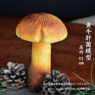 ����Ұ��Ģ��ʳ�þ�ģ�����^�u�ͺ��^��Ǿ�ţ�ξ�������¶������