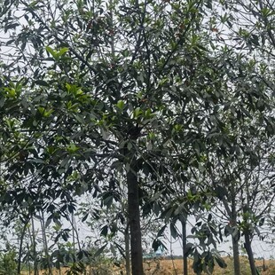 �F�ݶ�Ӣ���ض�Ӣ���Զ�Ӣ���l��Ӣ���̶�Ӣ�N�۶�Ӣ