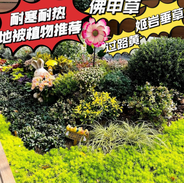 金沙漫姬岩垂草匍匐地被植物耐踩踏耐寒佛甲草中华景天庭院绿化苗