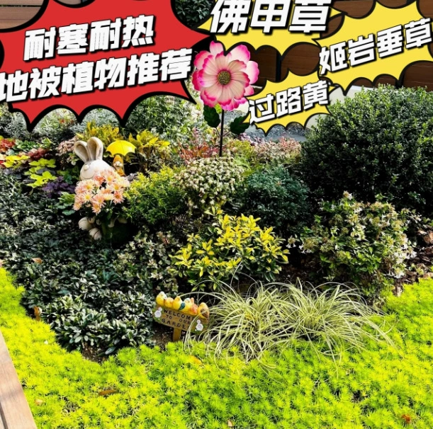 Китайский седум 40x40 саженцы квадратных пластин 1 квадратное распространение 6 пластин травяной крыши озеленение двора вечнозеленые листья в любое время года