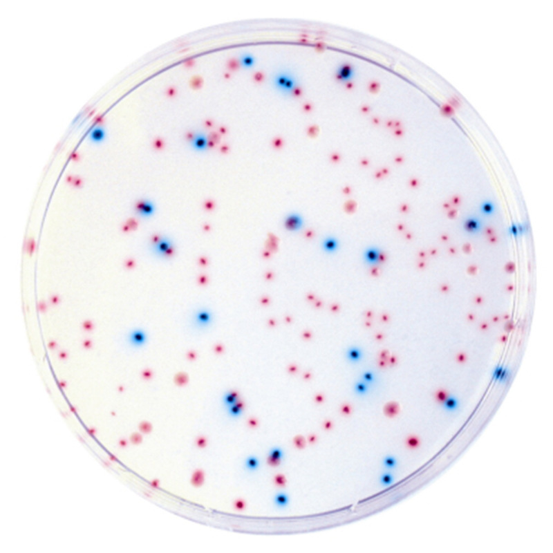 ECC显色平板 2包起售 无菌