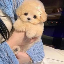 双血统泰迪幼犬活体纯种贵宾犬茶杯犬小型玩赏犬宠物狗伴侣犬小狗
