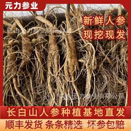 【长白山当季鲜人参】带土鲜参现挖现发吉林人参地直供东北特产