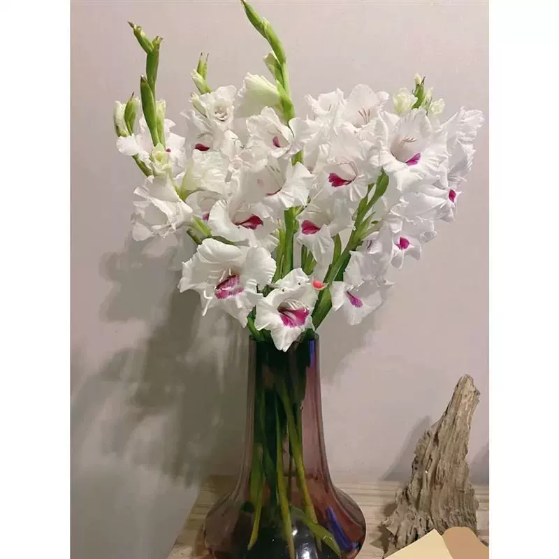 Импортный шар гладиолуса 5 гладиолусов в горшках морозостойкий двор балкон гиацинт Лилия срезанные цветы