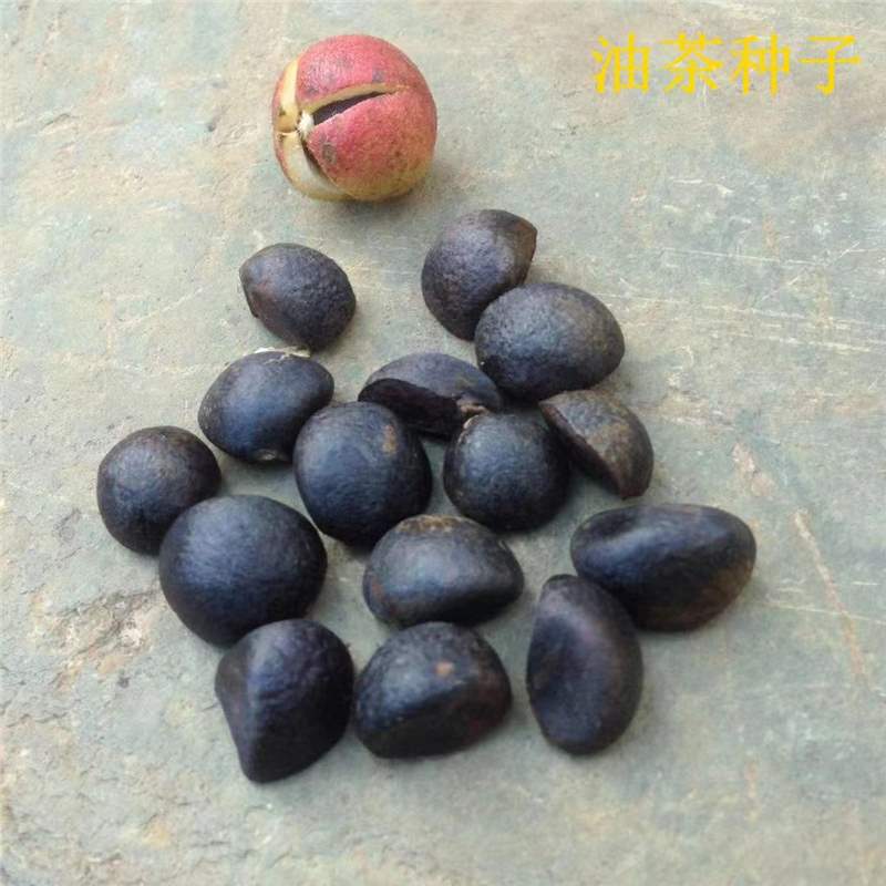 油茶种籽野生茶籽种子油茶果白花茶种子湿籽老树籽实生果苗油茶籽