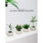 植物办公客厅迷你墨西哥铁