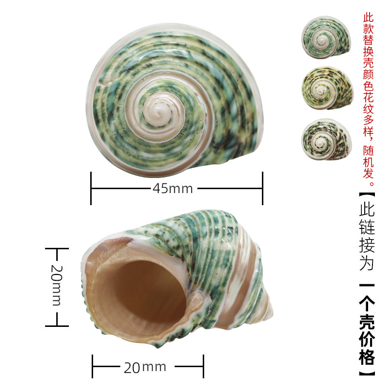 3-4cm 게에 적합한 x36 작은 검 녹색 달팽이