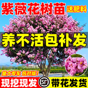 ��ޱ���������԰��ռt�Ϙ���������e���G���ļ��_��ͥԺ����ֲ��