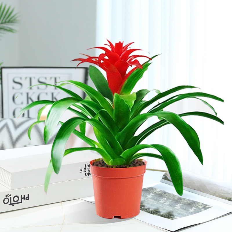 행운을 빌어요 [오리지널 흙냄비] + 영양액