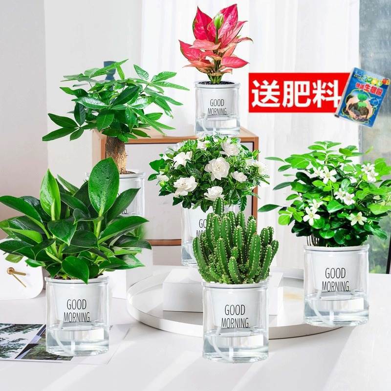 골든 다이아몬드 + 머니 트리 + 치자나무 + 구리샹 + 완중산 + 길리 레드 + 굿모닝