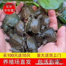 小甲鱼苗活体外塘养殖甲鱼团鱼水鱼王八苗中华鳖苗包活养殖麦太保