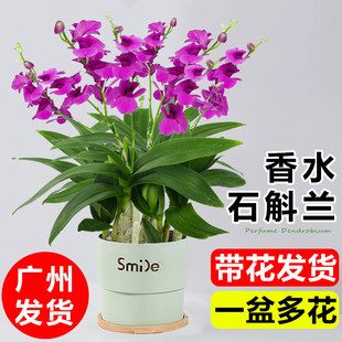 ��ˮʯ���m���Ԏ����҃Ȼ���ֲ��͏d�k������Gֲ���B���ļ��_��