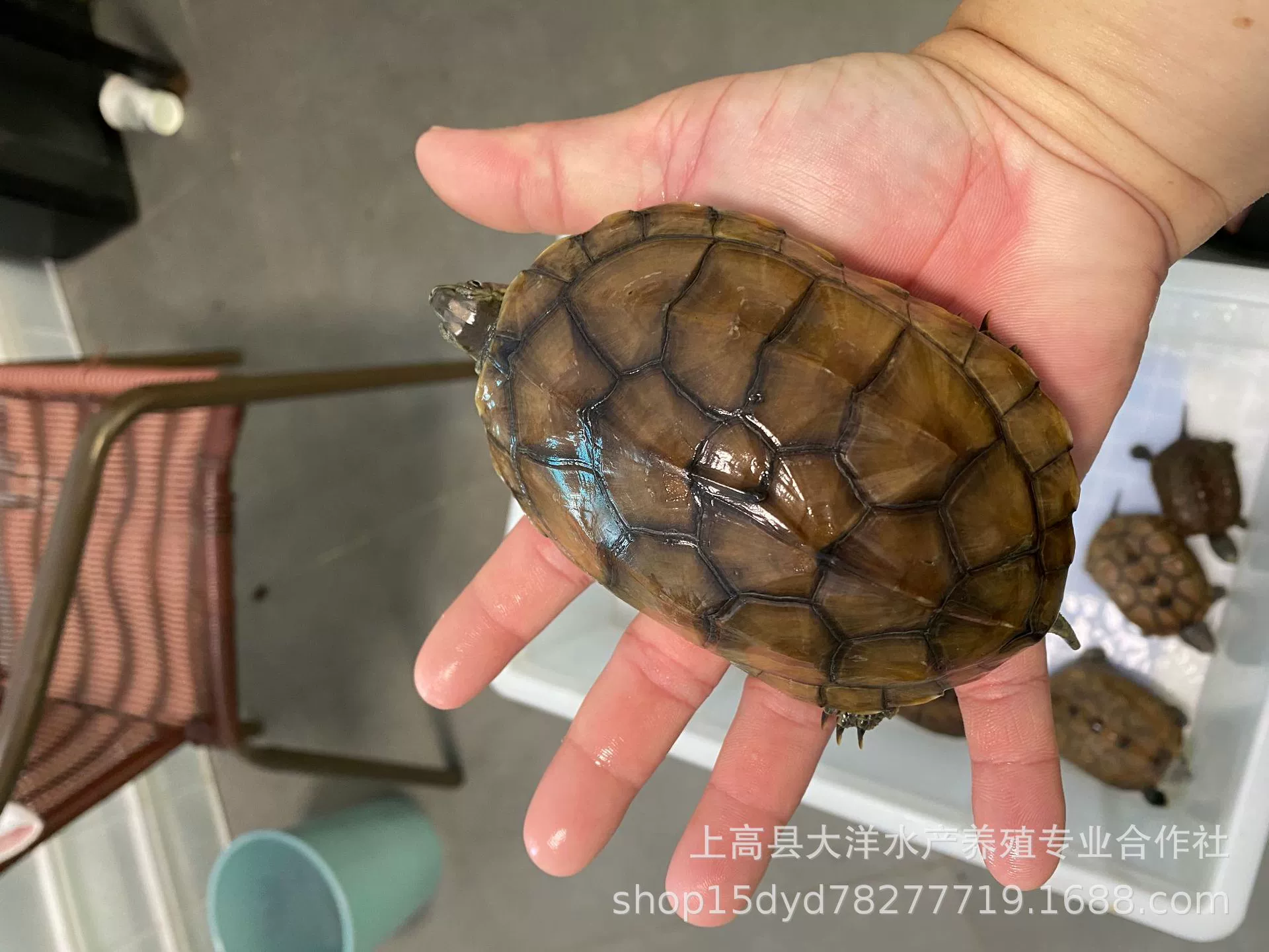 Китайская черепаха оптом