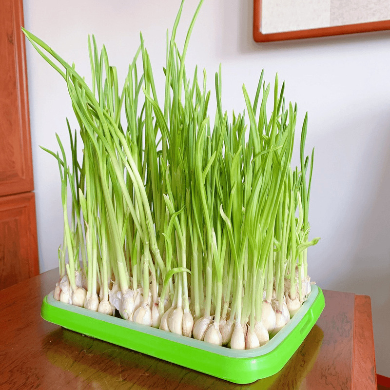 豆芽发芽神器盘家用无土栽培水培小麦苗种植盘芽苗菜育苗盆批发|undefined