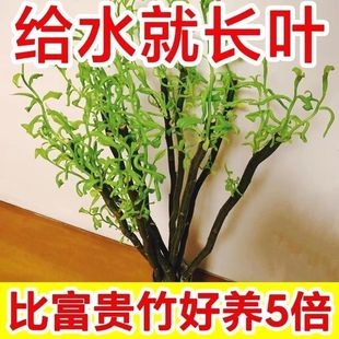 �����r֦ˮ��ֲ��Gֲ���B�׻�͏d�҃��k�������[�G�}���F�����