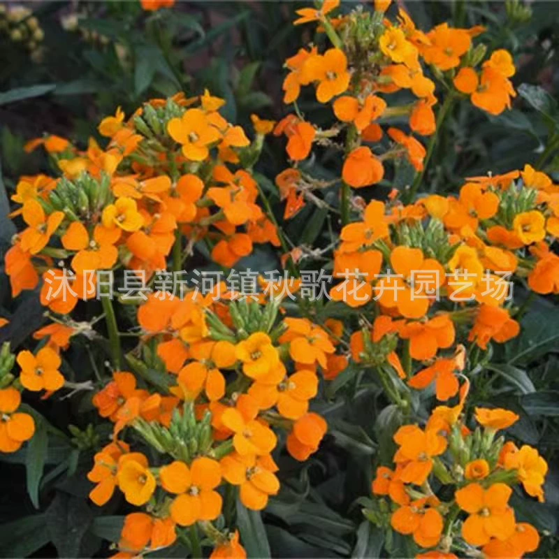 Qilihuang семена Цветочные растения цветочные семена двор Посадка Крытый балкон горшок цветочные семена