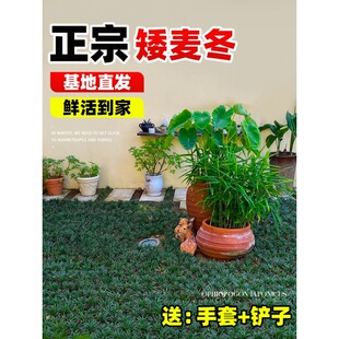 Four-Season Evergreen Dwarf Ophiopogon Japonicus Grass Seedlings Courtyard Jade Dragon Grass Cold-Resistant Landscaping Lawn Plant Golden-Edged Ophiopogon Japonicus Grass Seedlings
