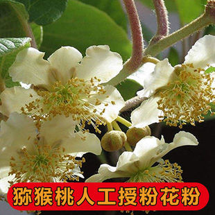 Ll Red Heart Kiwi Male Pollen Highly Active Pure Pollen Artificial Pollination Medicine Male Kiwi Pollen