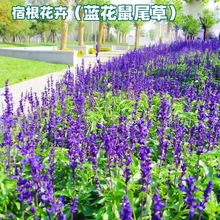 批发蓝花鼠尾草种子多年生花籽花种子阳台盆栽花海绿化一串蓝种子