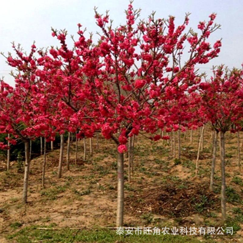 红花碧桃树苗3公分多种花色碧桃树苗规格多现货供应菊花碧桃