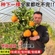 �����Ĵ���Ҋ�ҰҸ̘���������˸̼޽����θ̘����������Ә����