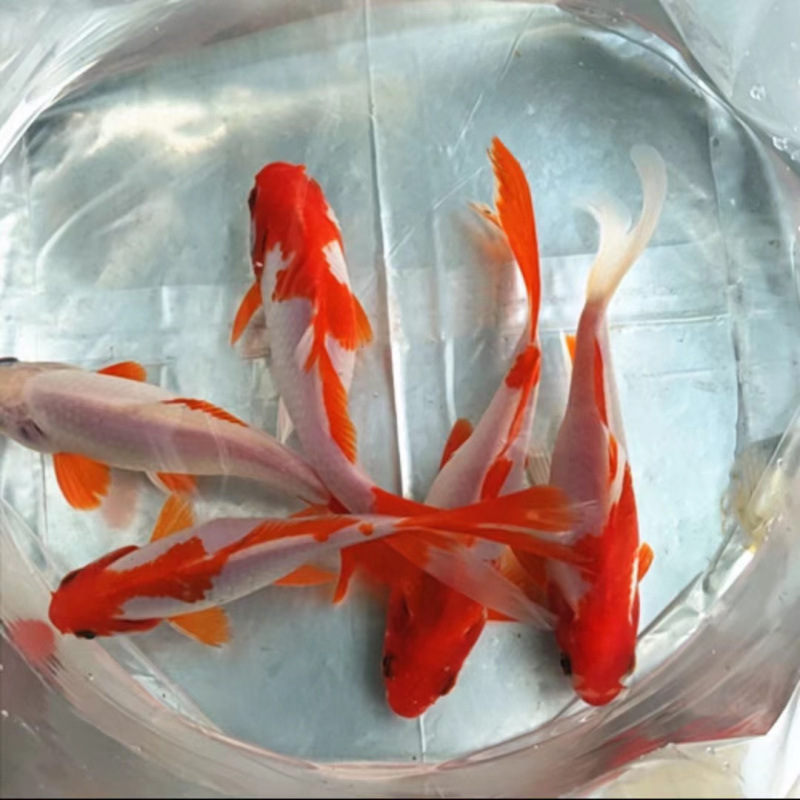 金魚の苗の錦鯉の小型魚は生きています。|undefined