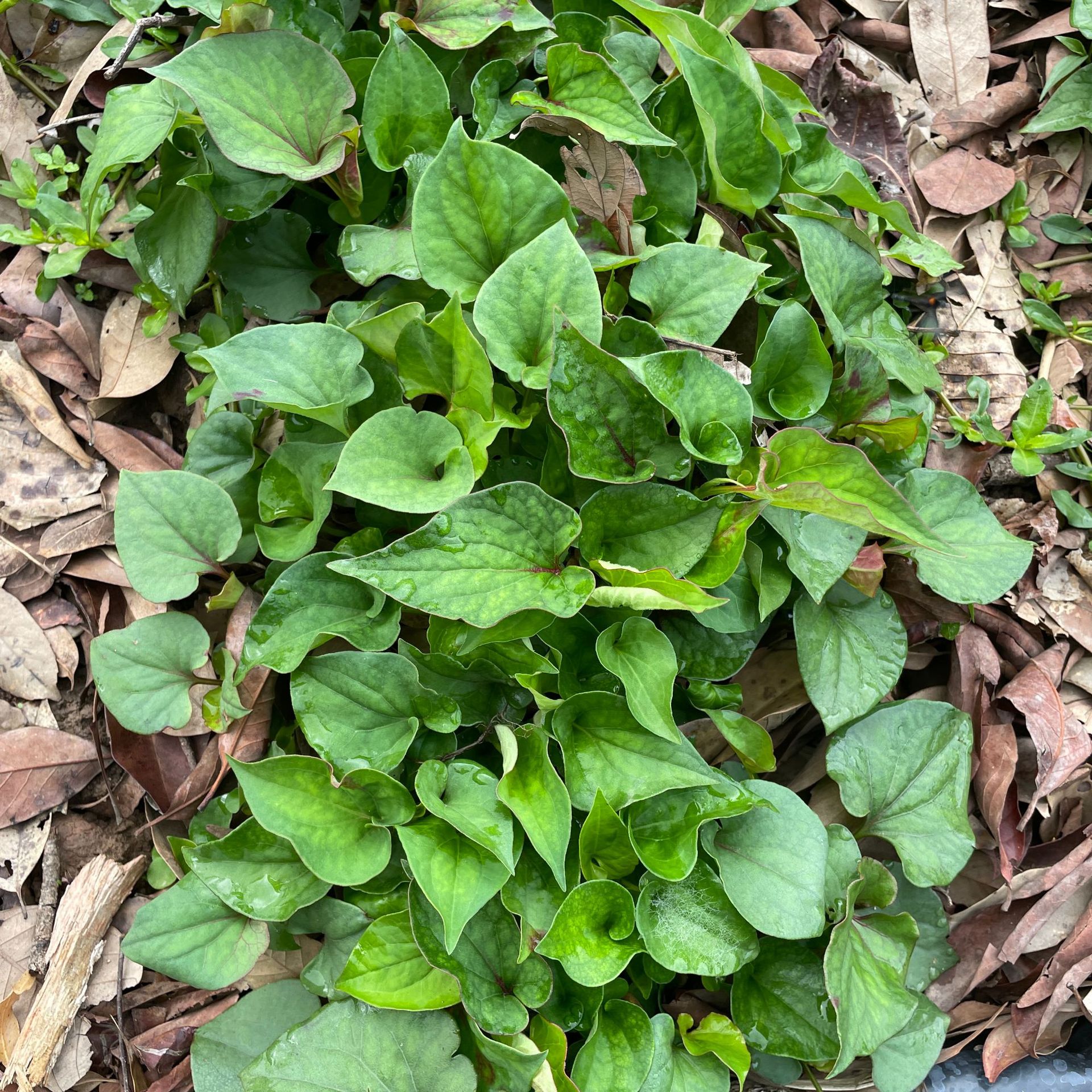 鱼腥草种植 (35).JPG