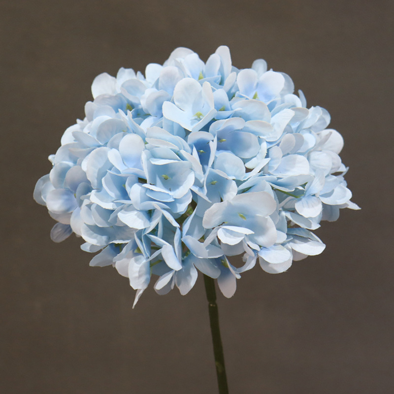 파란색 암호화된 단일 대형 수국